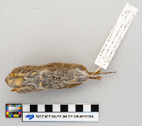 Microtus pennsylvanicus image