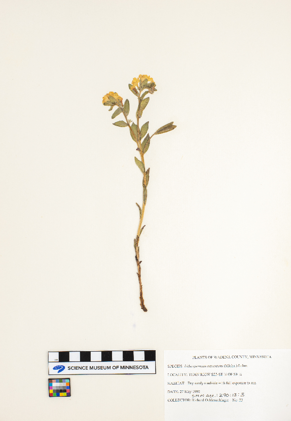 Lithospermum canescens image