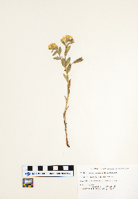 Lithospermum canescens image