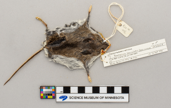 Peromyscus maniculatus image