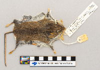 Peromyscus maniculatus image