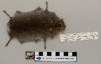 Microtus pennsylvanicus image