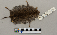 Microtus pennsylvanicus image