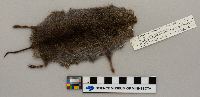 Microtus pennsylvanicus image