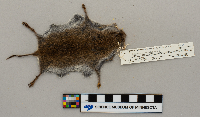 Microtus pennsylvanicus image