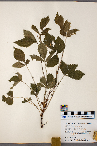 Rubus pubescens image