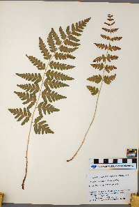 Dryopteris cristata image