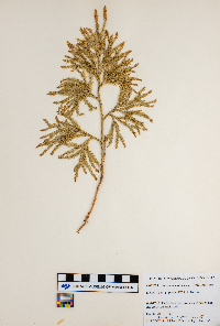 Dendrolycopodium obscurum image