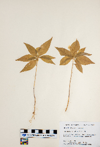 Lysimachia borealis image