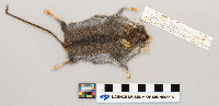 Peromyscus maniculatus image