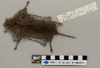 Microtus pennsylvanicus image