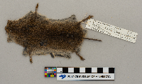 Microtus pennsylvanicus image