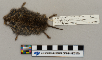 Microtus pennsylvanicus image