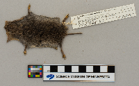 Microtus pennsylvanicus image