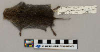 Microtus pennsylvanicus image