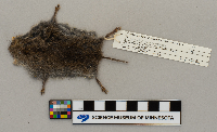 Microtus pennsylvanicus image