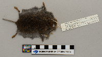 Microtus pennsylvanicus image