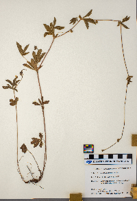 Potentilla simplex image