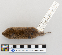 Microtus pennsylvanicus image