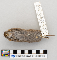 Microtus pennsylvanicus image