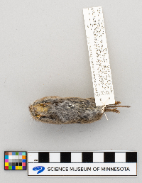 Microtus pennsylvanicus image