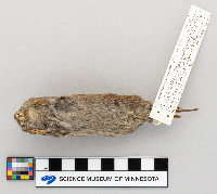 Microtus pennsylvanicus image