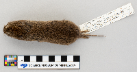 Microtus pennsylvanicus image