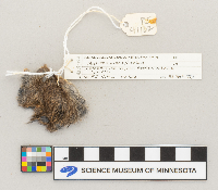 Microtus pennsylvanicus image