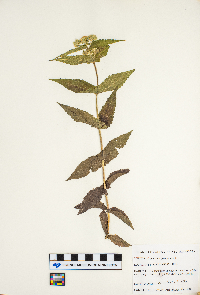 Eupatorium perfoliatum image