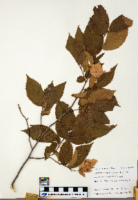 Ostrya virginiana image