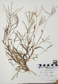 Digitaria ischaemum image