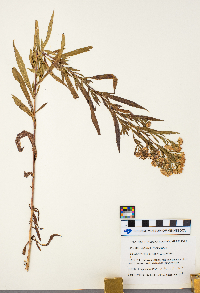 Solidago canadensis image