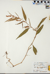 Persicaria lapathifolia image