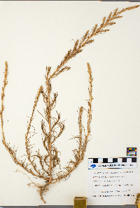 Salsola tragus image