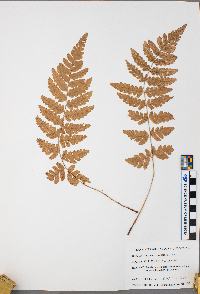 Dryopteris cristata image