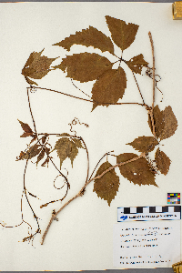 Parthenocissus vitacea image