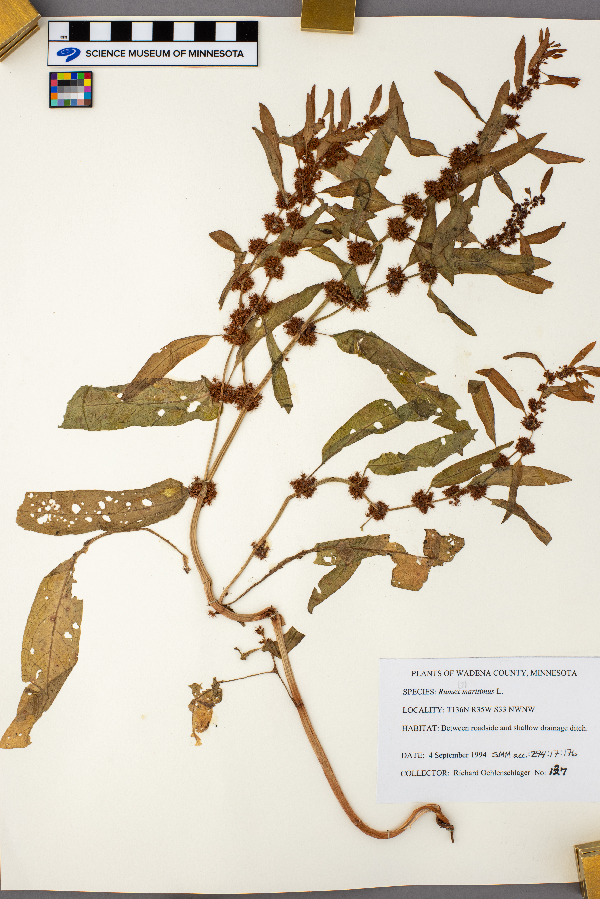 Rumex maritimus image