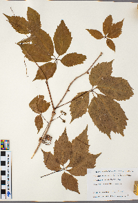 Parthenocissus vitacea image