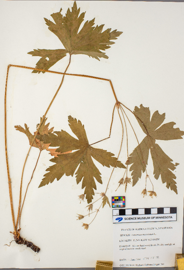 Geranium maculatum image