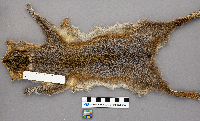 Sciurus carolinensis image