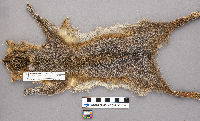 Sciurus carolinensis image