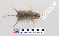 Peromyscus leucopus image