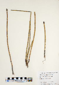 Equisetum laevigatum image