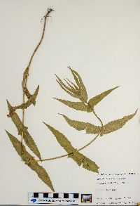 Eupatorium perfoliatum image