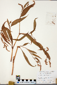 Persicaria lapathifolia image