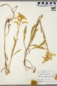 Solidago missouriensis image