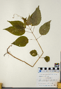 Circaea lutetiana image