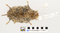 Microtus pennsylvanicus image