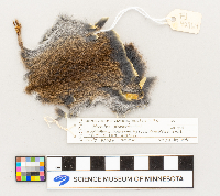 Microtus pennsylvanicus image