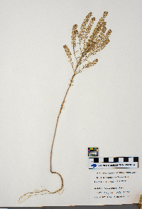 Lepidium densiflorum image